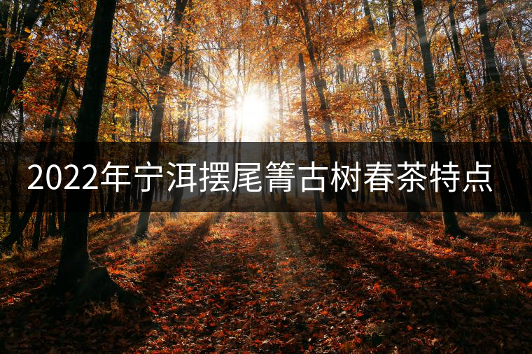 2022年寧洱擺尾箐古樹春茶特點？