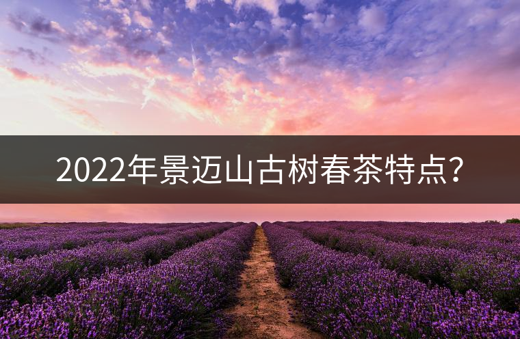 2022年景邁山古樹春茶特點(diǎn)？