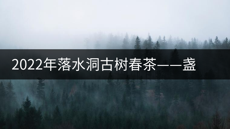 2022年落水洞古樹春茶——盞盛琥珀光，柔甜入人心