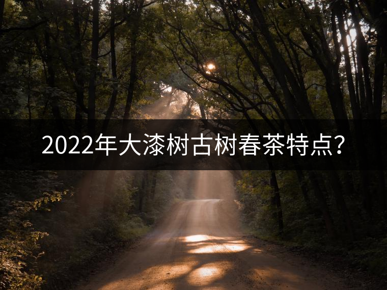 2022年大漆樹古樹春茶特點？