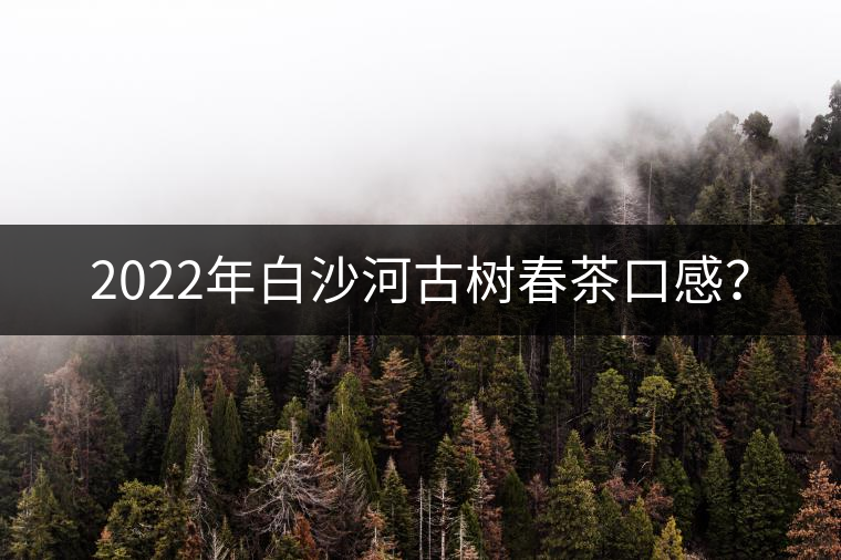 2022年白沙河古樹春茶口感？