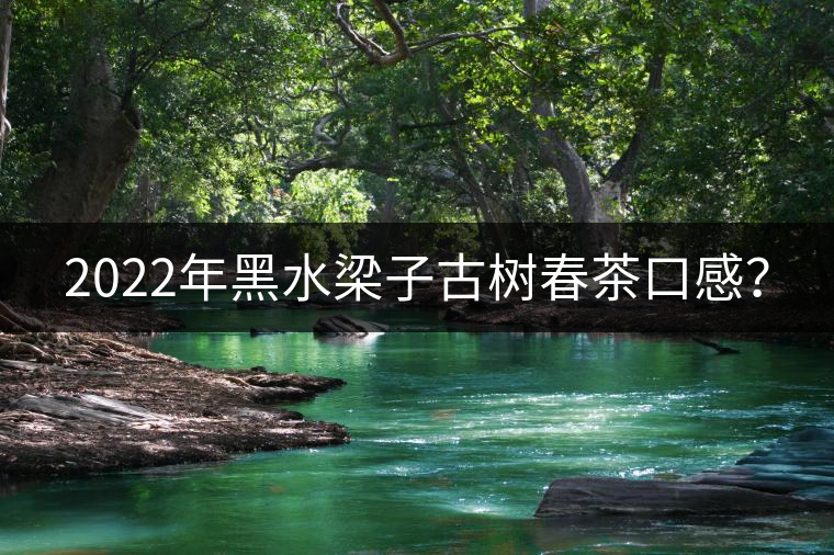 2022年黑水梁子古樹(shù)春茶口感？
