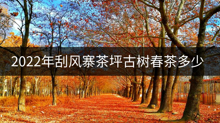 2022年刮風(fēng)寨茶坪古樹春茶多少錢一公斤？