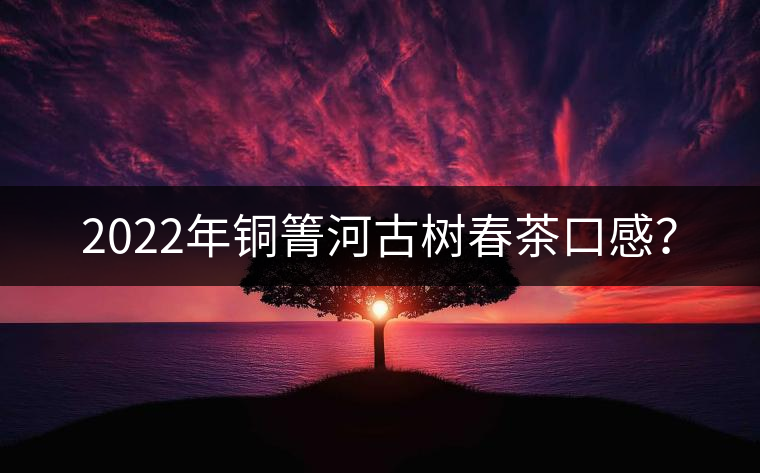 2022年銅箐河古樹春茶口感？
