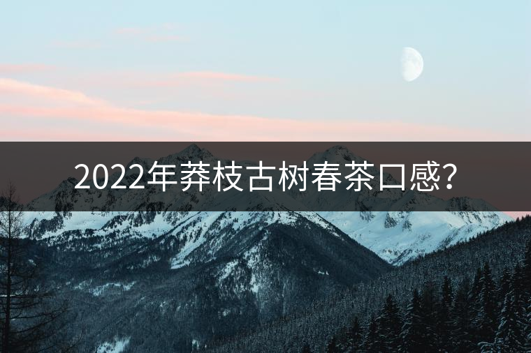 2022年莽枝古樹(shù)春茶口感？