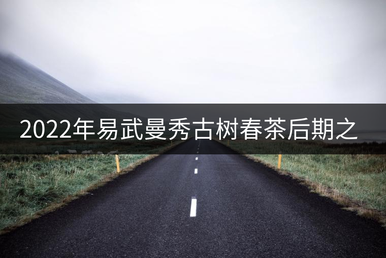 2022年易武曼秀古樹春茶后期之秀口感？