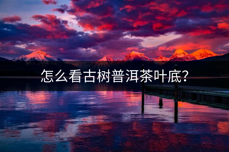 怎么看古樹普洱茶葉底？