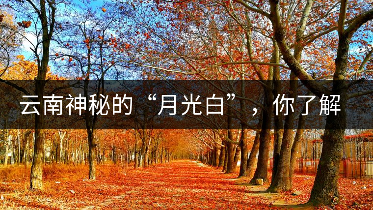 云南神秘的“月光白”，你了解多少？