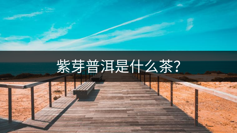 紫芽普洱是什么茶？