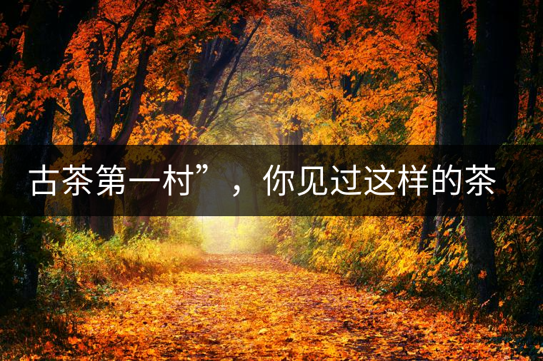 古茶第一村”，你見過這樣的茶樹嗎？