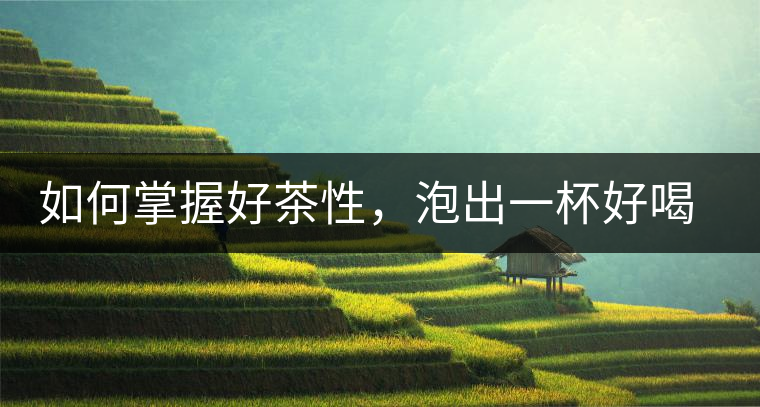 如何掌握好茶性，泡出一杯好喝的普洱熟茶？