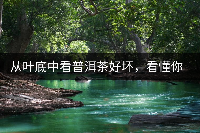 從葉底中看普洱茶好壞，看懂你就是真正的茶界高手！