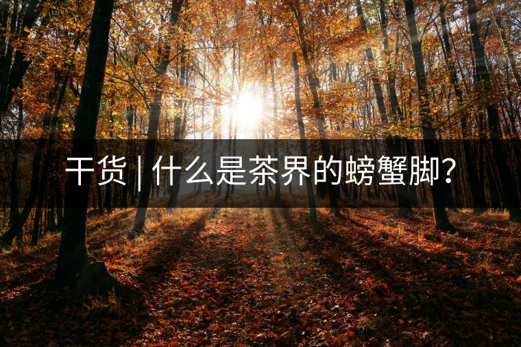 干貨 | 什么是茶界的螃蟹腳？