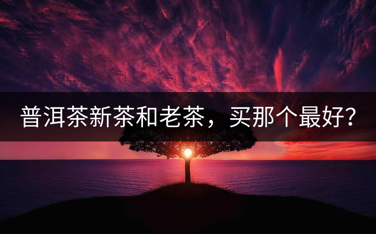 普洱茶新茶和老茶，買那個最好？
