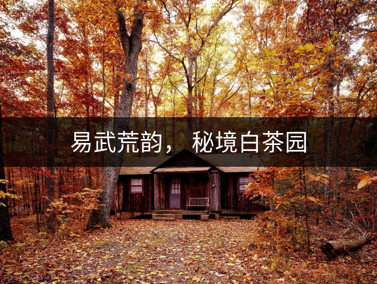 易武荒韻， 秘境白茶園