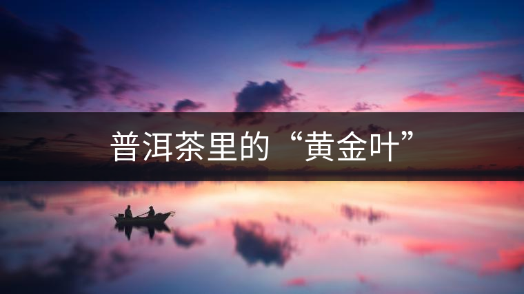 普洱茶里的“黃金葉” 普洱茶里的“黃金葉”