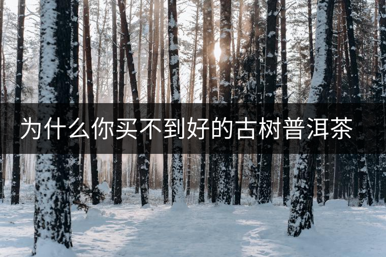 為什么你買不到好的古樹普洱茶？買茶防坑指南，看完就有收獲！