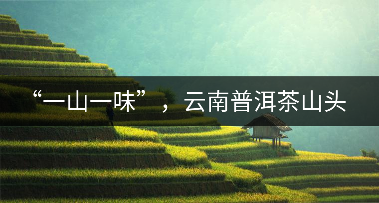 “一山一味”，云南普洱茶山頭茶的真實意義！