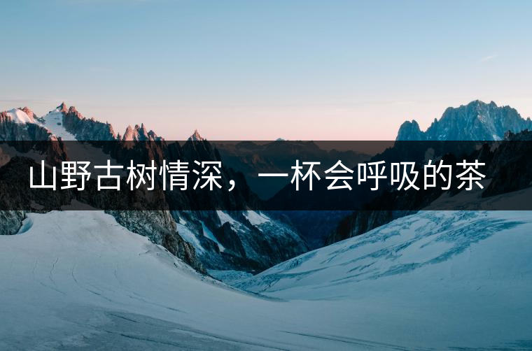 山野古樹情深，一杯會(huì)呼吸的茶滋味