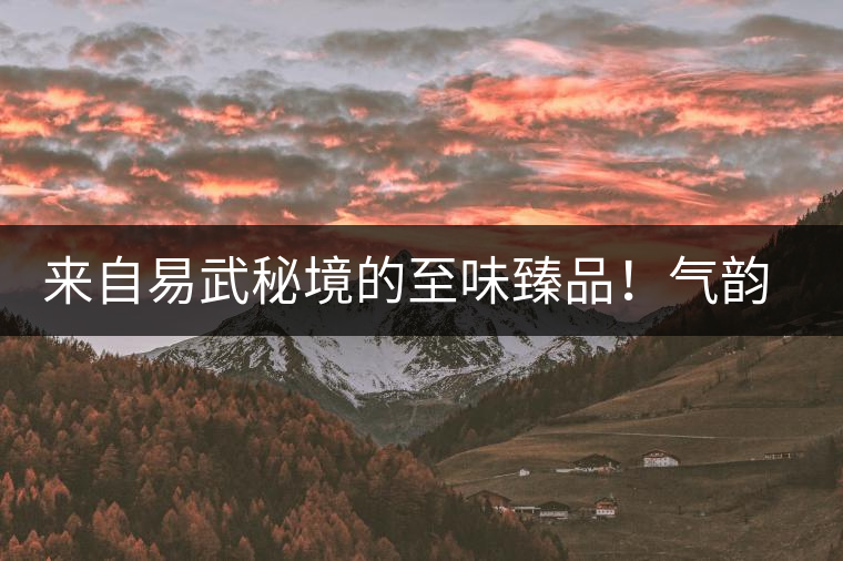 來自易武秘境的至味臻品！氣韻強(qiáng)勁，余韻深邃，一口喚醒你的味蕾~