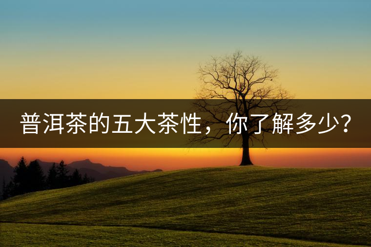 普洱茶的五大茶性，你了解多少？