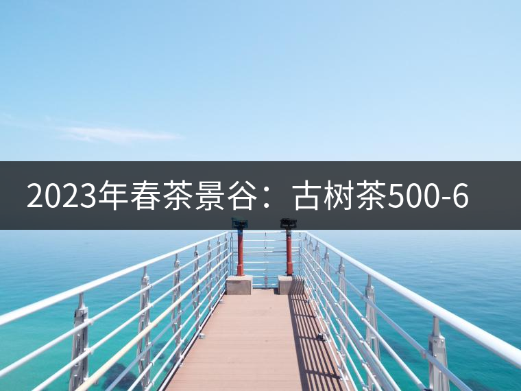 2023年春茶景谷：古樹茶500-600元／公斤，紫芽茶300-480元／公斤，白芽茶1200-2000元／公斤。