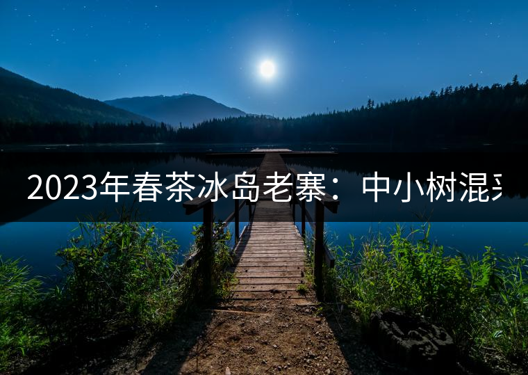 2023年春茶冰島老寨：中小樹混采2500-3000元／公斤，大樹：7000-8000元／公斤，古樹混采：28000-36000元／公斤