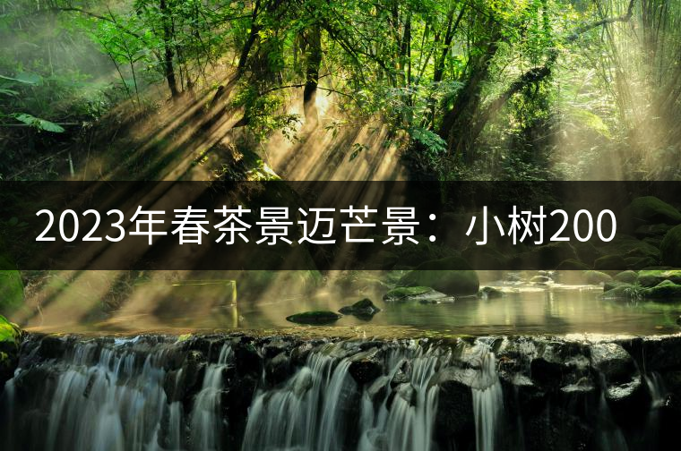 2023年春茶景邁芒景：小樹200元／公斤，古樹：600-800元／公斤