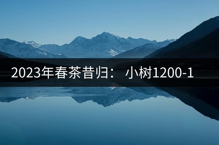 2023年春茶昔歸： 小樹1200-1600元／公斤，大樹4500-5200元／公斤，古樹7500-9000元／公斤.