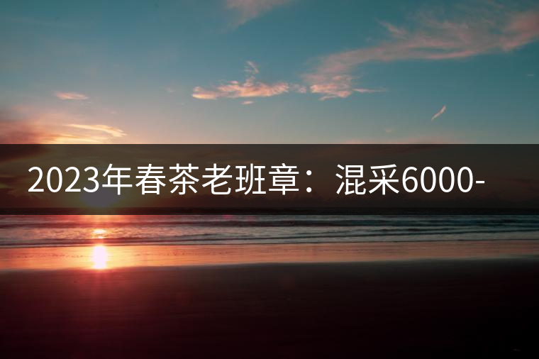 2023年春茶老班章：混采6000-8000元／公斤，挑采：12000元／公斤