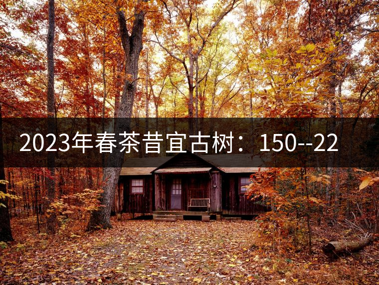 2023年春茶昔宜古樹(shù):150--220元/公斤 2023年春茶昔宜古樹(shù):150--220元/公斤