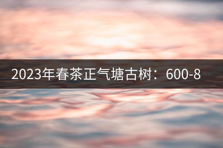2023年春茶正氣塘古樹(shù):600-800元/公斤 2023年春茶正氣塘古樹(shù):600-800元/公斤