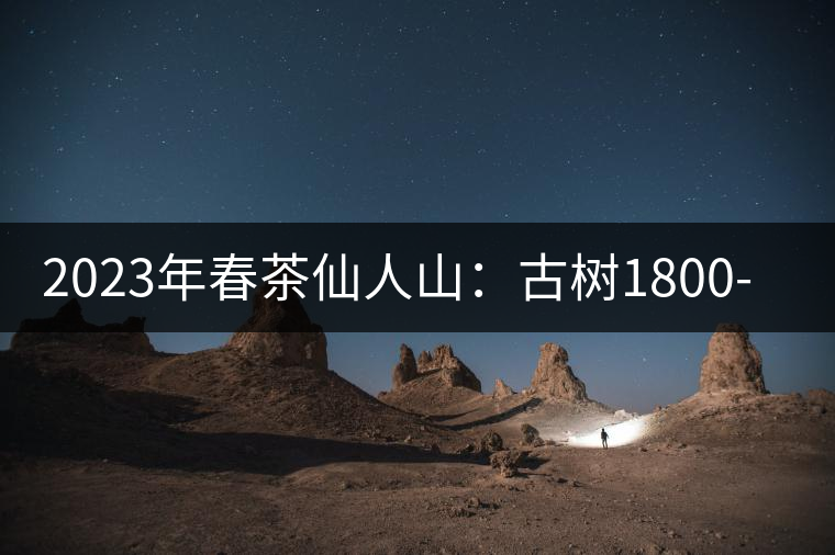 2023年春茶仙人山：古樹1800-2500元／公斤，老曼峨：小樹：600元／公斤 1600-1800元／公斤