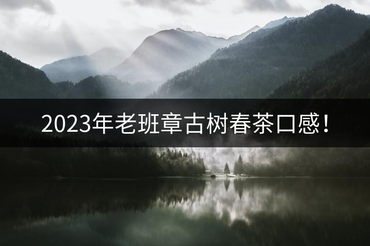 2023年老班章古樹春茶口感！