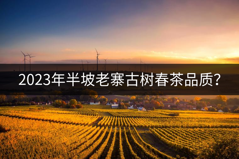 2023年半坡老寨古樹(shù)春茶品質(zhì)？