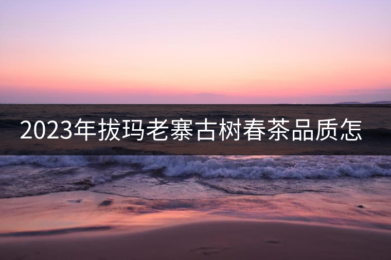 2023年拔瑪老寨古樹春茶品質(zhì)怎么樣？