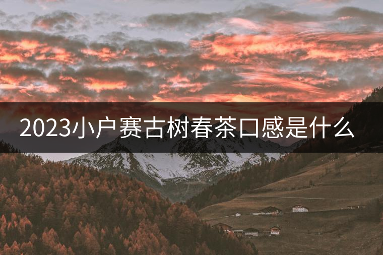 2023小戶賽古樹(shù)春茶口感是什么？