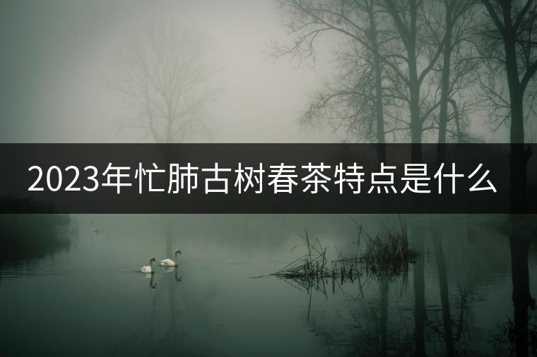 2023年忙肺古樹春茶特點是什么？