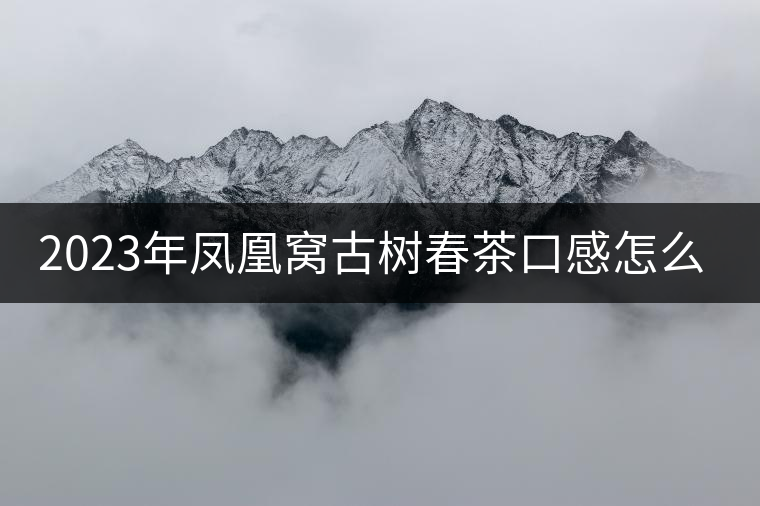 2023年鳳凰窩古樹(shù)春茶口感怎么樣？