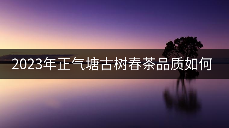 2023年正氣塘古樹(shù)春茶品質(zhì)如何？