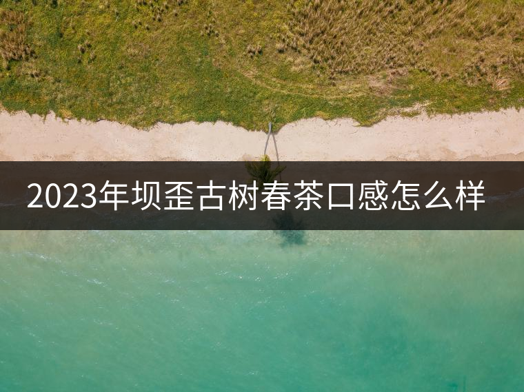 2023年壩歪古樹春茶口感怎么樣？