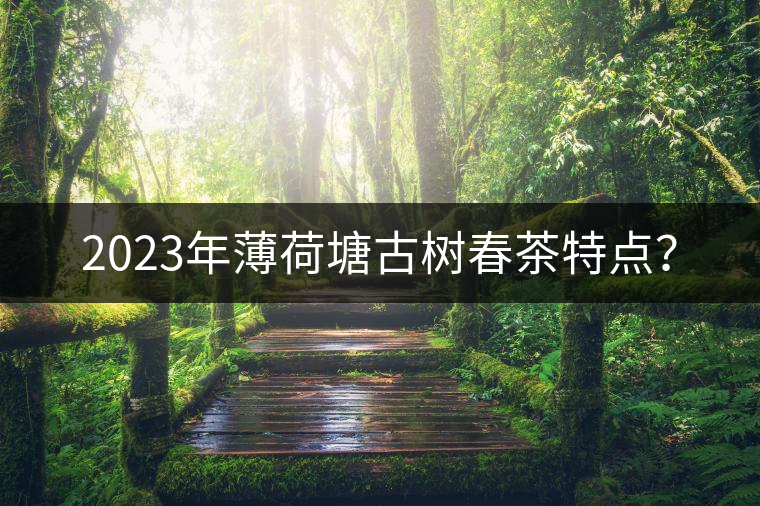 2023年薄荷塘古樹春茶特點？