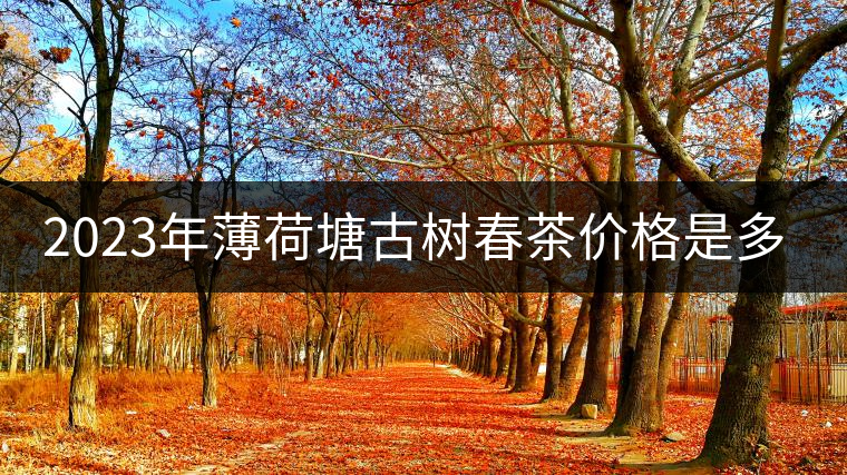 2023年薄荷塘古樹春茶價(jià)格是多少？