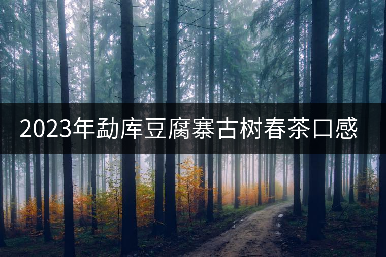 2023年勐庫(kù)豆腐寨古樹(shù)春茶口感怎么樣？