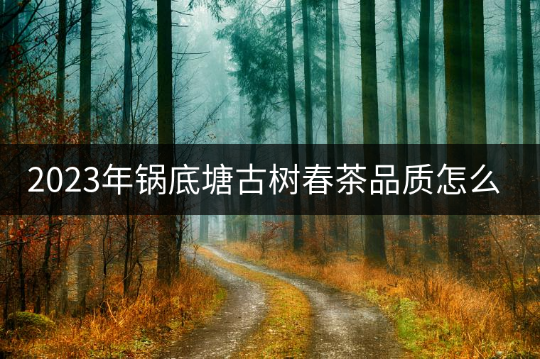 2023年鍋底塘古樹(shù)春茶品質(zhì)怎么樣？