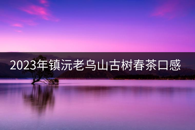 2023年鎮(zhèn)沅老烏山古樹春茶口感怎么樣？