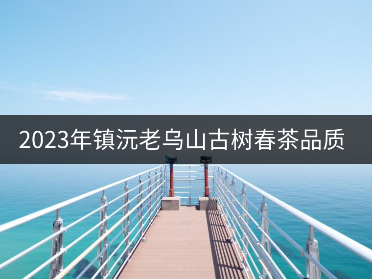 2023年鎮(zhèn)沅老烏山古樹春茶品質如何？
