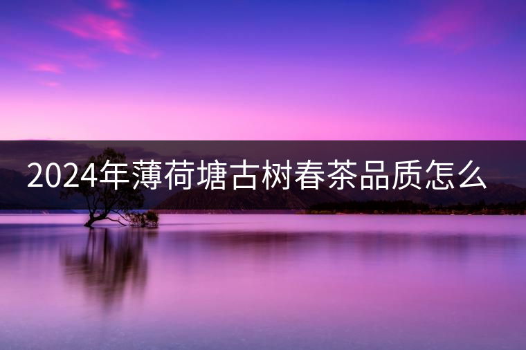 2024年薄荷塘古樹春茶品質(zhì)怎么樣？