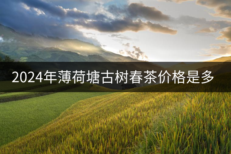 2024年薄荷塘古樹春茶價格是多少？