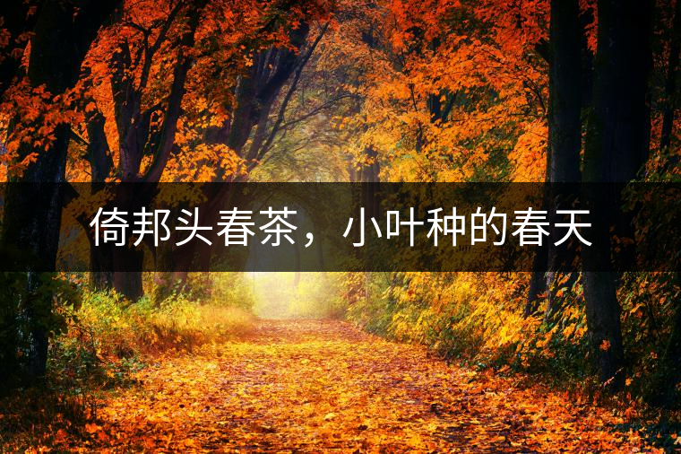 倚邦頭春茶，小葉種的春天